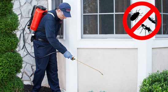Darıca Kene İlaçlama böcek ilaçlama ve haşere kontrolü — ilaclama-tr.com